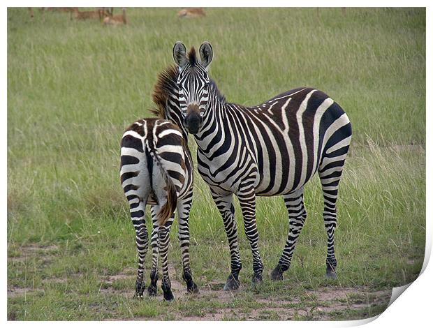 Pair of zebra Print by Tony Murtagh