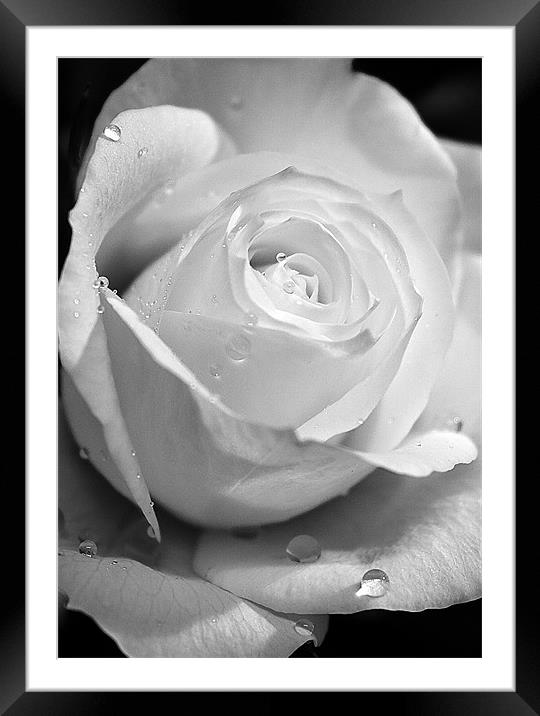White Rose Framed Mounted Print by Brian Roscorla