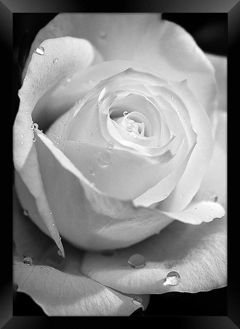 White Rose Framed Print by Brian Roscorla