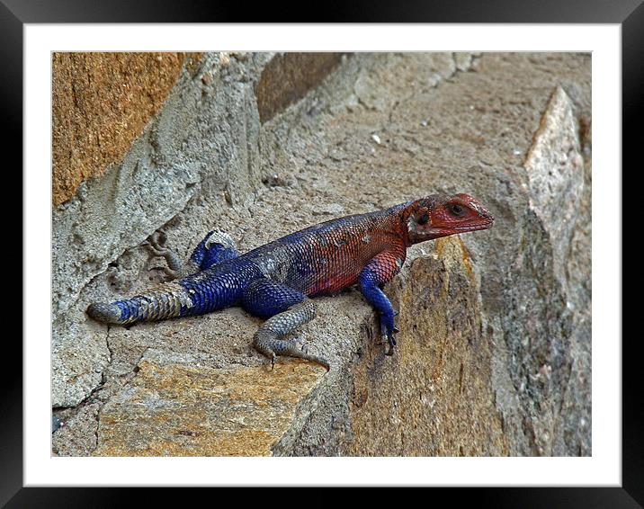 Agama lizard Framed Mounted Print by Tony Murtagh