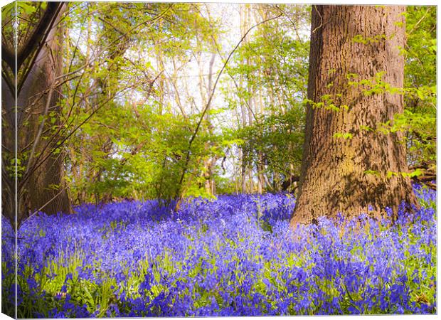Dream Blue Bells Canvas Print by Clive Eariss