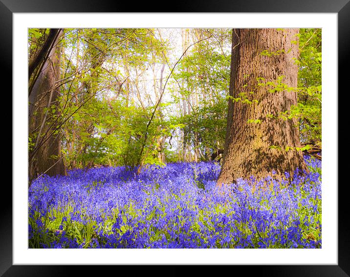 Dream Blue Bells Framed Mounted Print by Clive Eariss