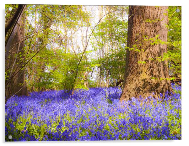 Dream Blue Bells Acrylic by Clive Eariss