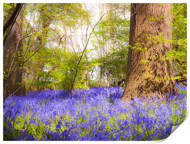 Dream Blue Bells Print by Clive Eariss