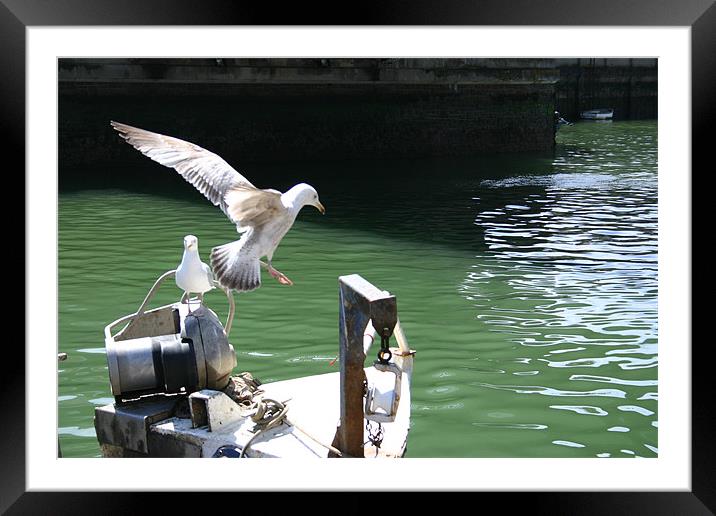 young seagull Framed Mounted Print by yvette wallington