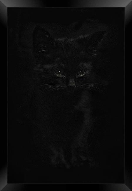Black Cats Framed Print by Jason Green