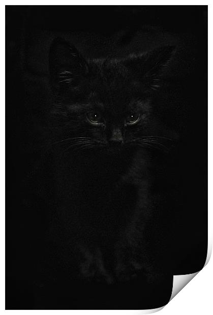 Black Cats Print by Jason Green
