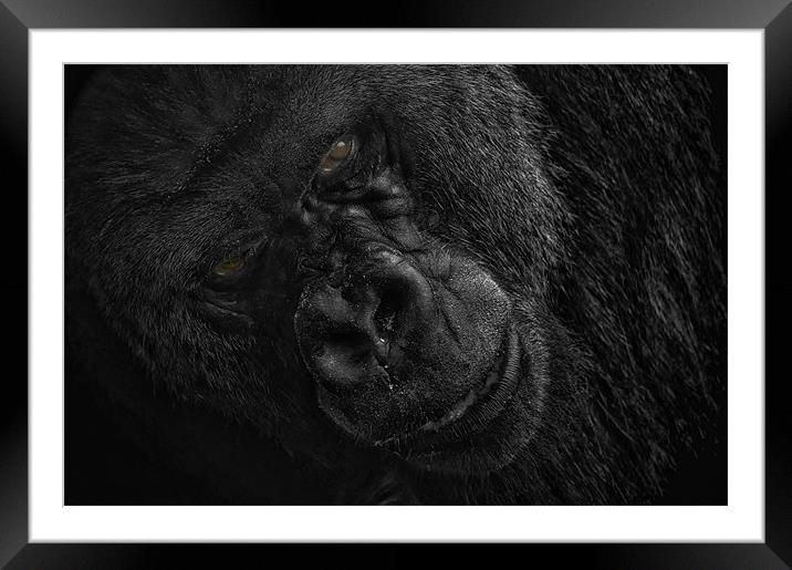 The Boss Framed Mounted Print by Jason Green