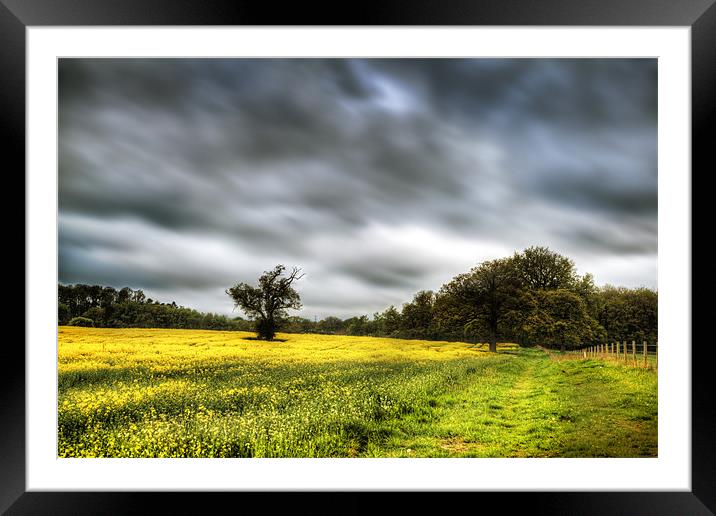 Rapeseed Field Framed Mounted Print by Simon West