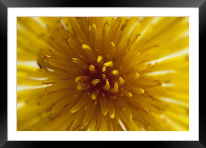 Dandelion Framed Mounted Print by Simon West