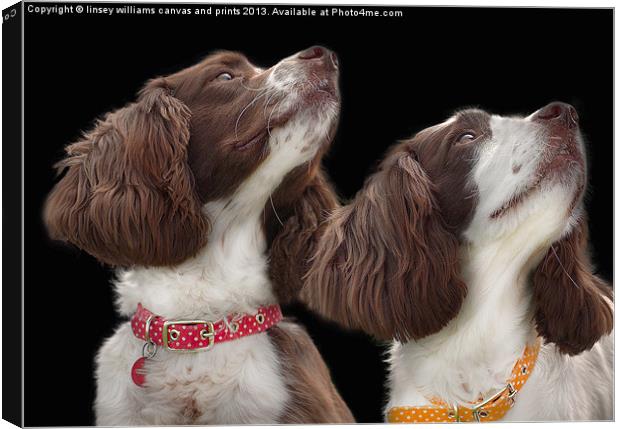 Two Spaniels Canvas Print by Linsey Williams