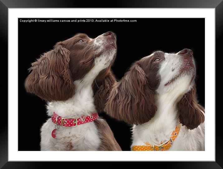 Two Spaniels Framed Mounted Print by Linsey Williams