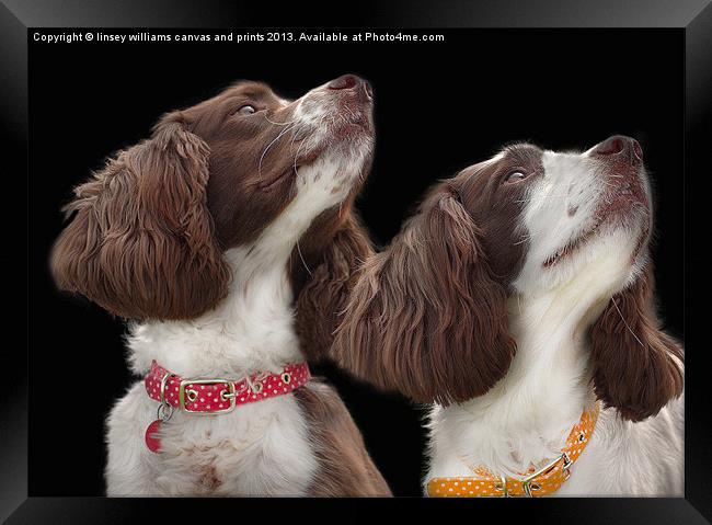 Two Spaniels Framed Print by Linsey Williams