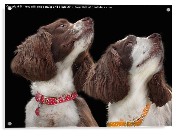 Two Spaniels Acrylic by Linsey Williams