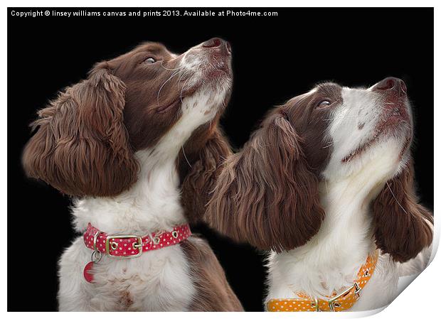 Two Spaniels Print by Linsey Williams