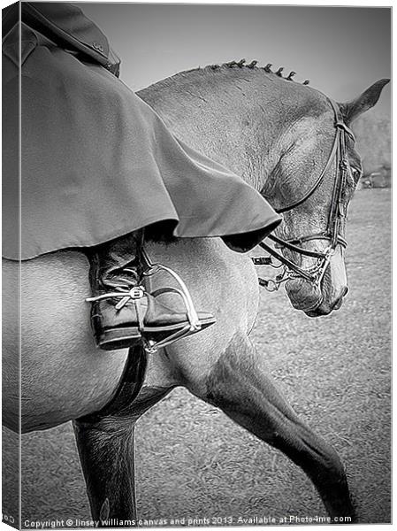 Show horse Canvas Print by Linsey Williams