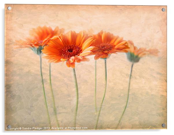 Orange Gerberas Acrylic by Sandra Pledger