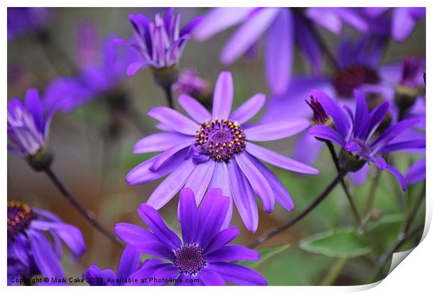 Anemone Blanda Print by Mark Cake