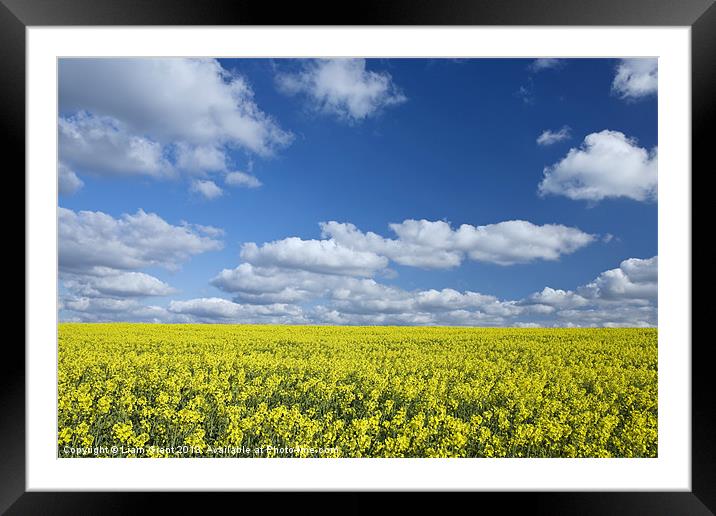 Rapeseed Field, Roxwell, Chelmsford, Essex, UK Framed Mounted Print by Liam Grant