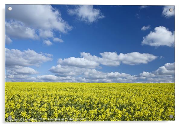 Rapeseed Field, Roxwell, Chelmsford, Essex, UK Acrylic by Liam Grant
