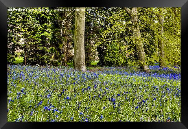 Spring Bluebells Framed Print by Trevor Kersley RIP