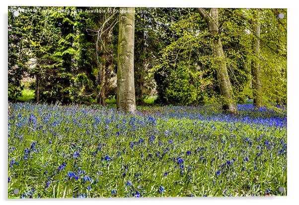 Spring Bluebells Acrylic by Trevor Kersley RIP