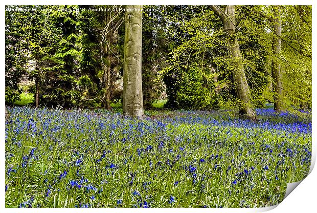 Spring Bluebells Print by Trevor Kersley RIP