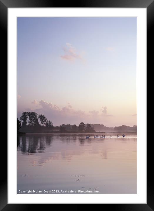 Swans on Lynford Water at sunrise. Framed Mounted Print by Liam Grant