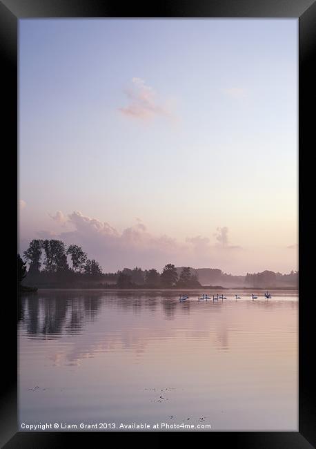 Swans on Lynford Water at sunrise. Framed Print by Liam Grant