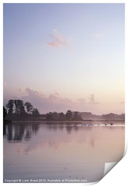 Swans on Lynford Water at sunrise. Print by Liam Grant