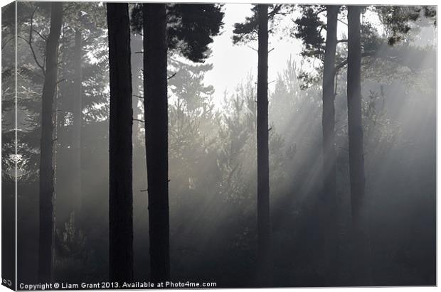 Fog in Pine Forest, Thetford, Norfolk, UK Canvas Print by Liam Grant