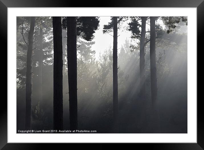 Fog in Pine Forest, Thetford, Norfolk, UK Framed Mounted Print by Liam Grant