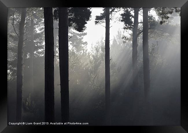 Fog in Pine Forest, Thetford, Norfolk, UK Framed Print by Liam Grant