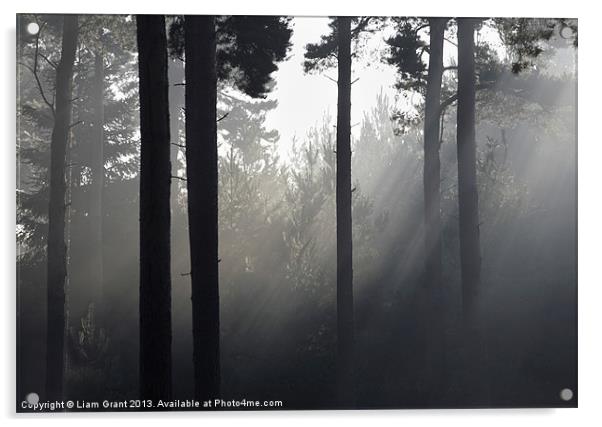 Fog in Pine Forest, Thetford, Norfolk, UK Acrylic by Liam Grant