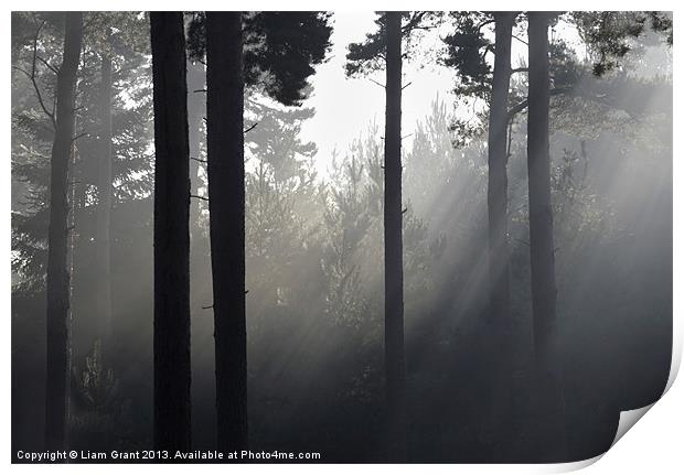 Fog in Pine Forest, Thetford, Norfolk, UK Print by Liam Grant