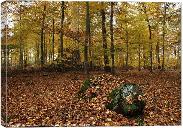 Autumnal woodland. Thetford, Norfolk, UK Canvas Print by Liam Grant
