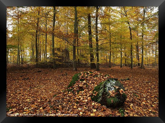 Autumnal woodland. Thetford, Norfolk, UK Framed Print by Liam Grant