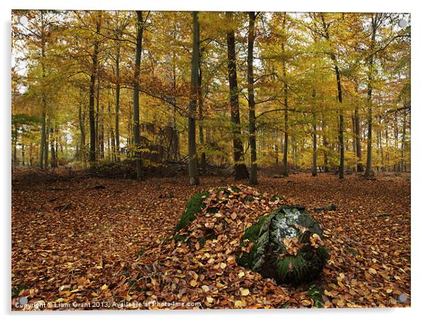 Autumnal woodland. Thetford, Norfolk, UK Acrylic by Liam Grant
