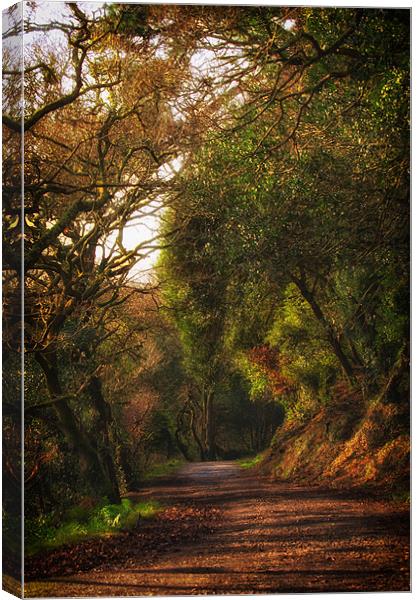 Woodland walk Canvas Print by Steve Cowe