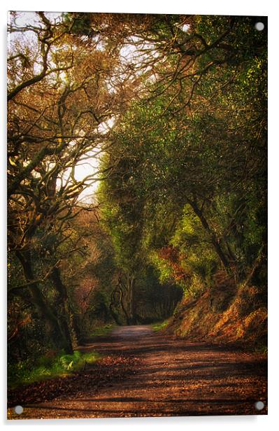 Woodland walk Acrylic by Steve Cowe