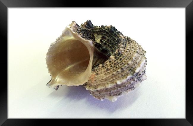 Pearle Shell Framed Print by Westley Grant