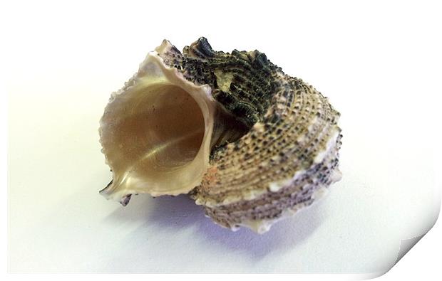 Pearle Shell Print by Westley Grant