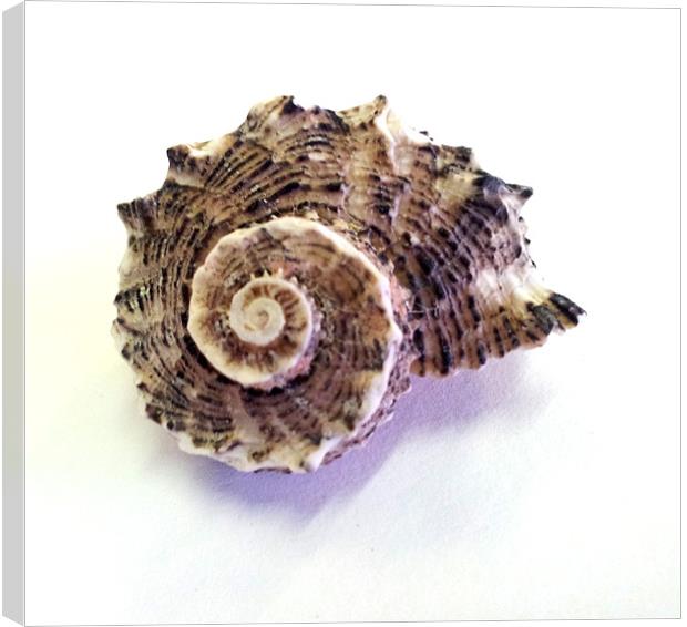 Sea Shell Canvas Print by Westley Grant