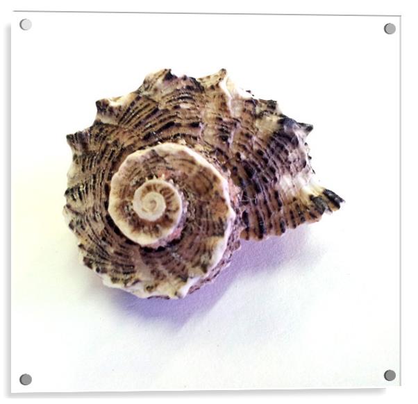 Sea Shell Acrylic by Westley Grant