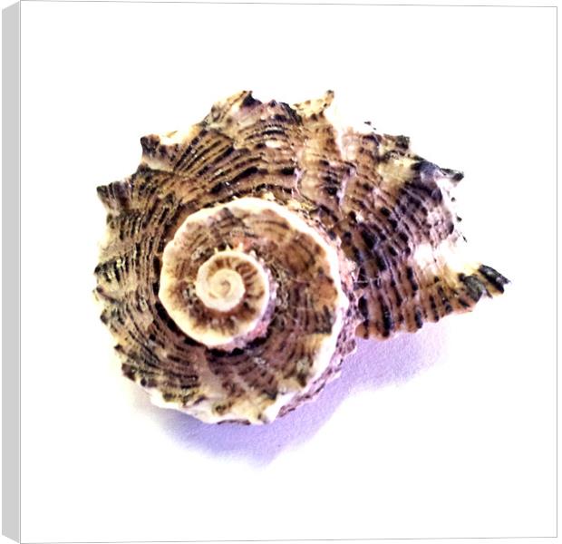 Shell Canvas Print by Westley Grant