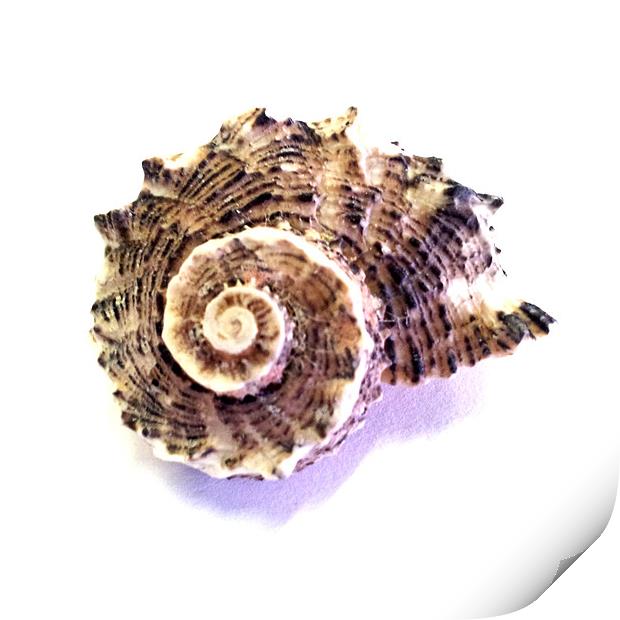 Shell Print by Westley Grant
