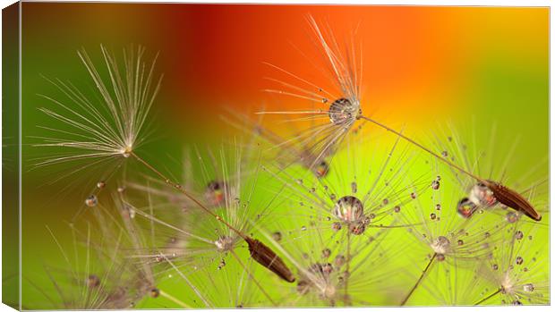 Water Droplets On Dandelion Seeds Canvas Print by Anthony Michael 