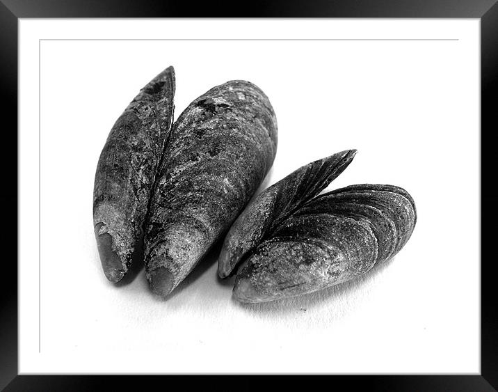 Tonal mussels Framed Mounted Print by Westley Grant