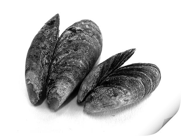 Tonal mussels Print by Westley Grant