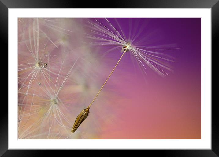 Gentle Dreams Framed Mounted Print by Anthony Michael 